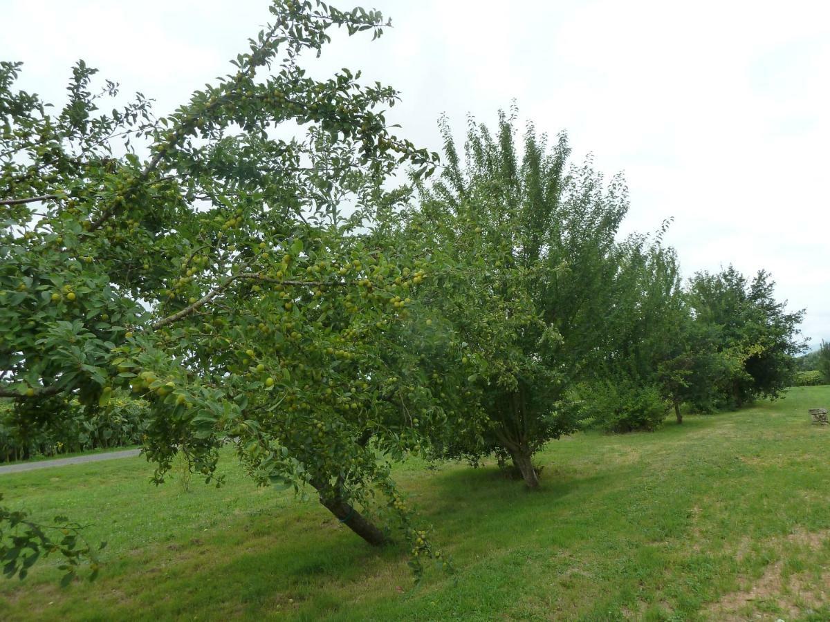 Cosy Grand Confort Dans Un Ecrin De Verdure *