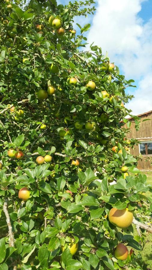 Cosy Grand Confort Dans Un Ecrin De Verdure Agudelle